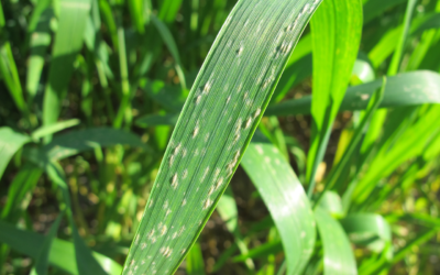 DMI resistance in wheat powdery mildew confirmed for the first time