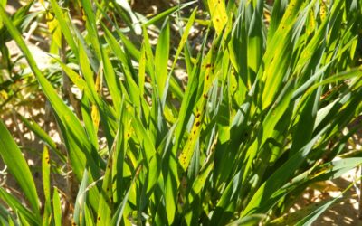 SDHI resistance in SFNB of barley discovered for the first time in Australia