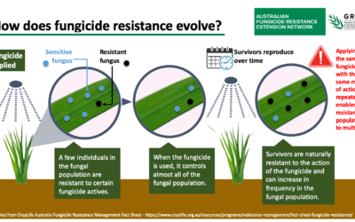 Fungicide resistance – a mounting problem in Australia