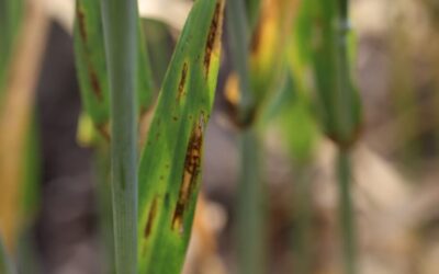 Net blotch project reveals the real story of fungicide resistance in WA