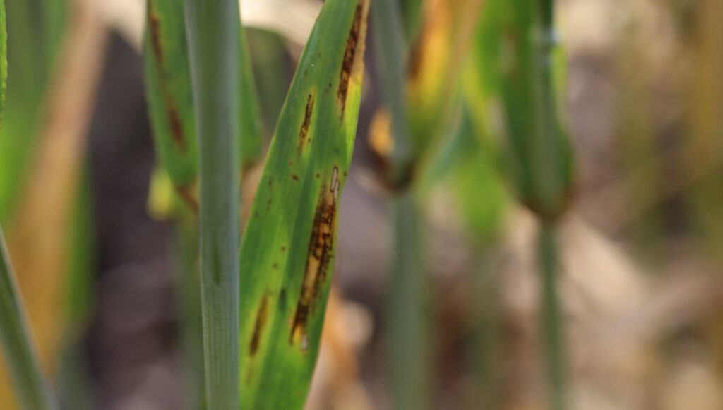 Net blotch project reveals the real story of fungicide resistance in WA